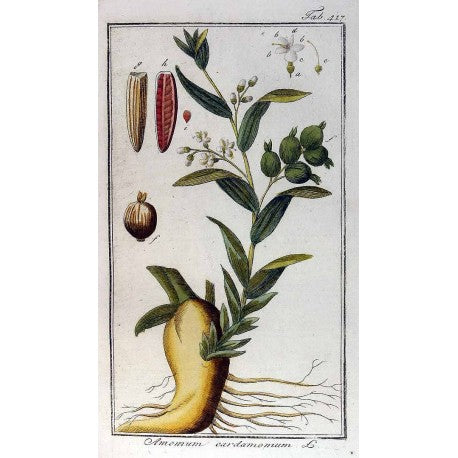 Cardamome moulue en vrac — Herboristerie Desjardins