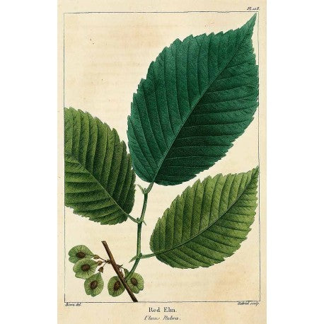 Orme rouge Poudre (Ecorce) séchée en vrac — Herboristerie Desjardins