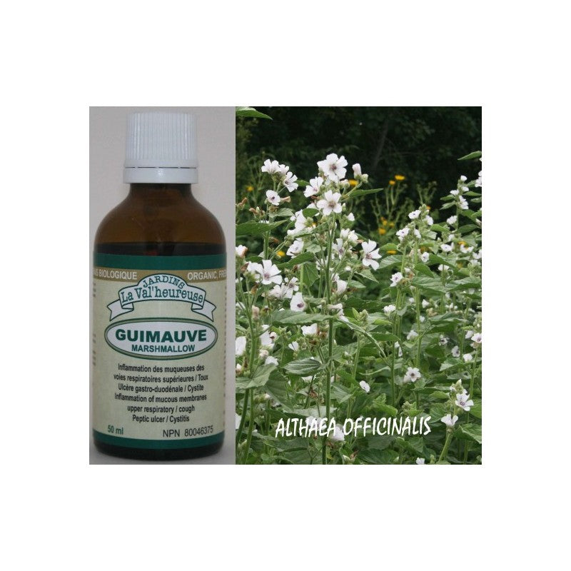 Guimauve teinture mère 50 ml — Herboristerie Desjardins