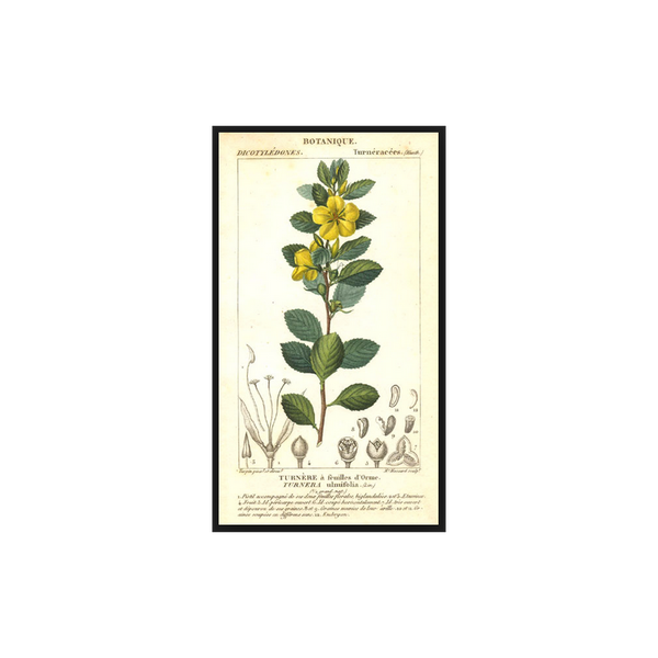 Damiane (Turnera diffusa) séchée en vrac
