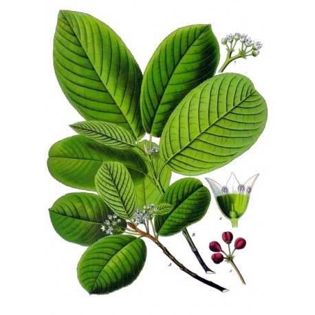 Cascara Sagrada séchée en vrac — Herboristerie Desjardins