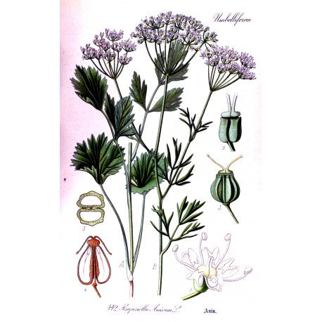 Anis vert (Pimpinella anisum) séchée en vrac