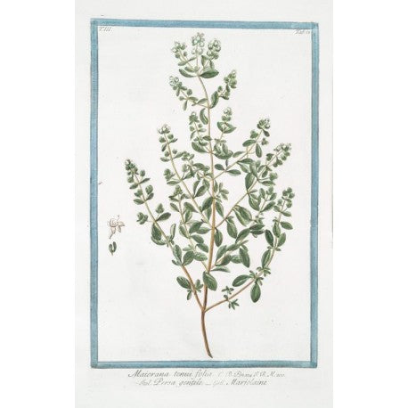 Marjolaine (Origanum majorana) en vrac