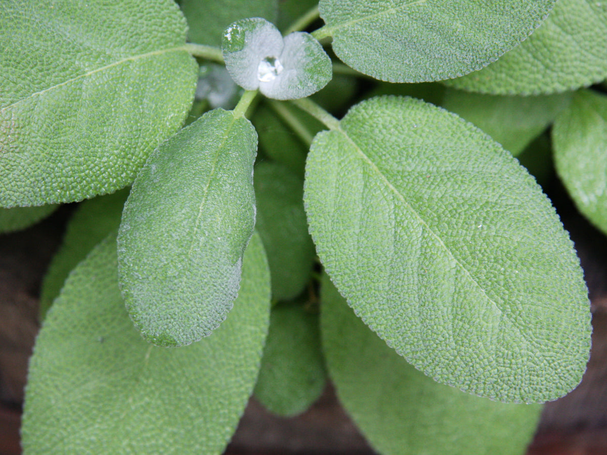 Sauge coupée (Salvia officinalis) séchée en vrac