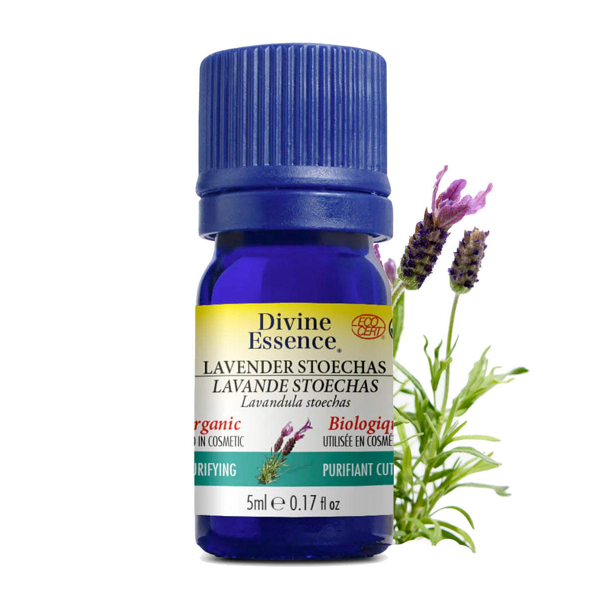 Lavande Stoechas Biologique