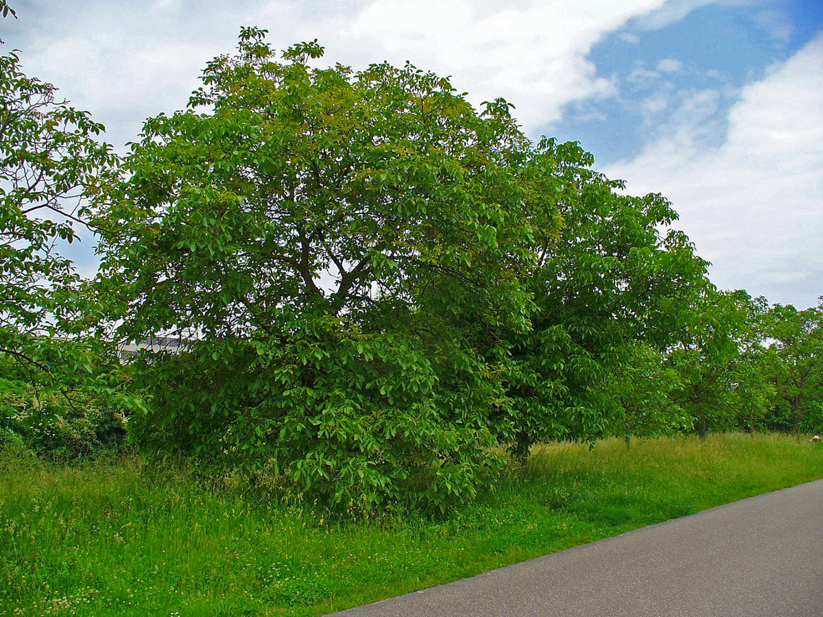 Noyer Feuille (Juglans regia) séché en vrac