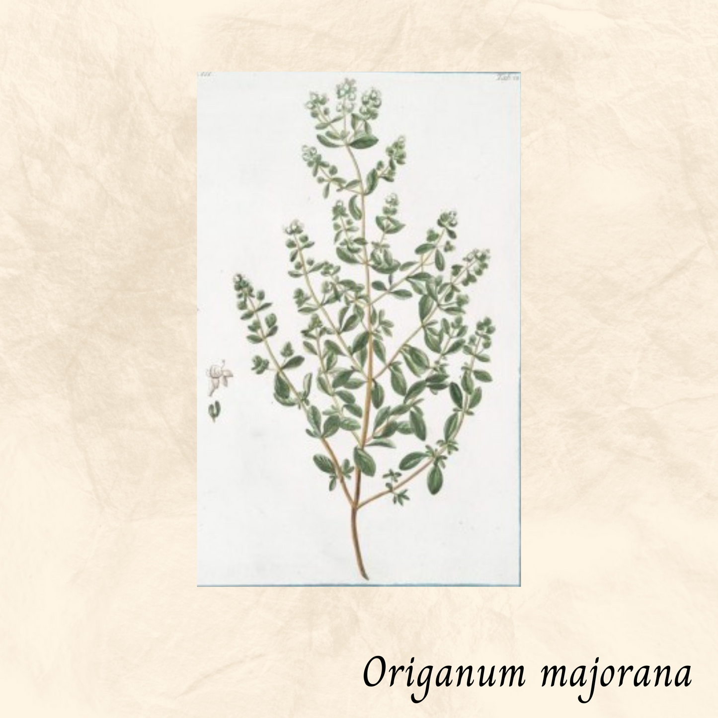 Mélange Maison Tisane Marjolaine