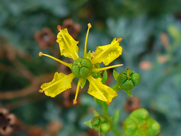 Rue (Ruta graveolens) séchée en vrac