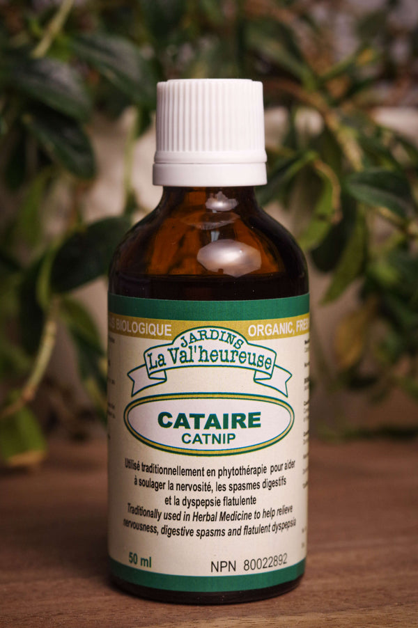 Cataire — extrait biologique 50 ml