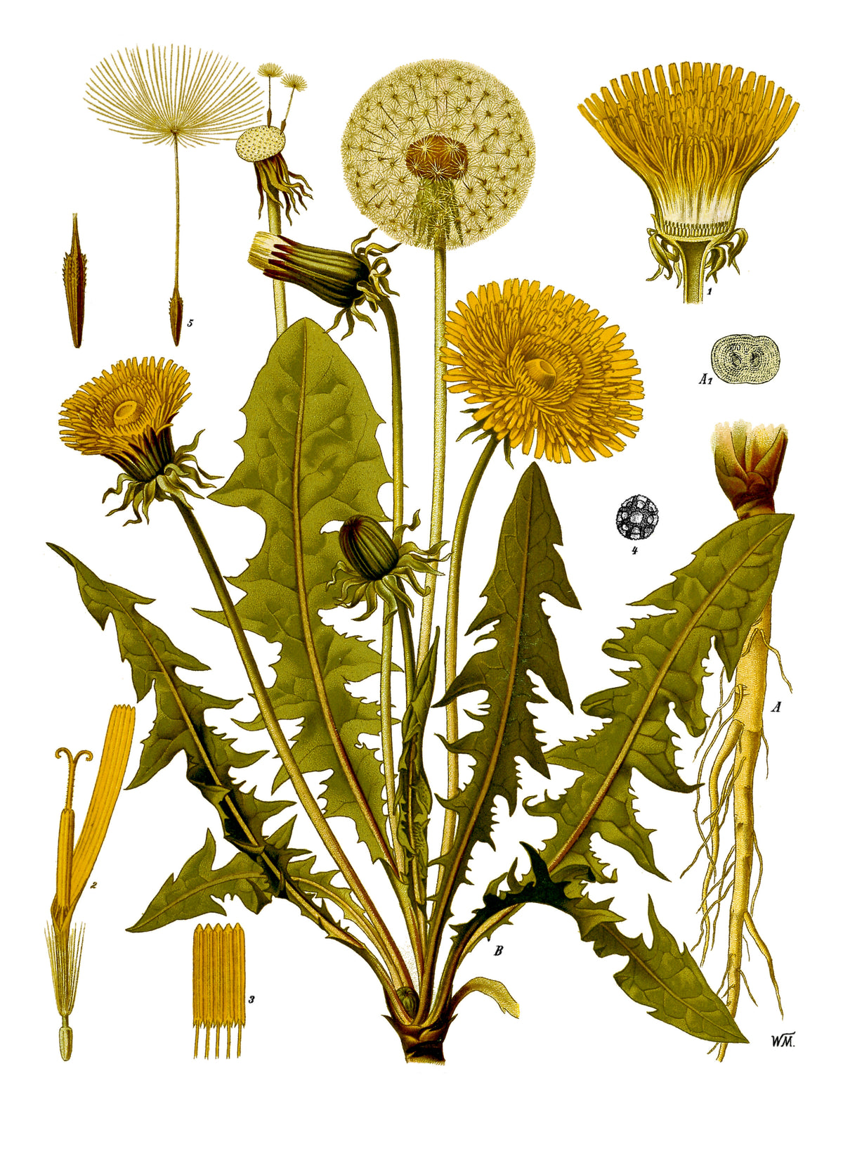 Pissenlit racine (Taraxacum officinale) séchée en vrac