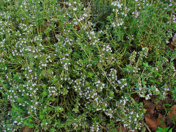 Thym (Thymus vulgaris) séchée en vrac