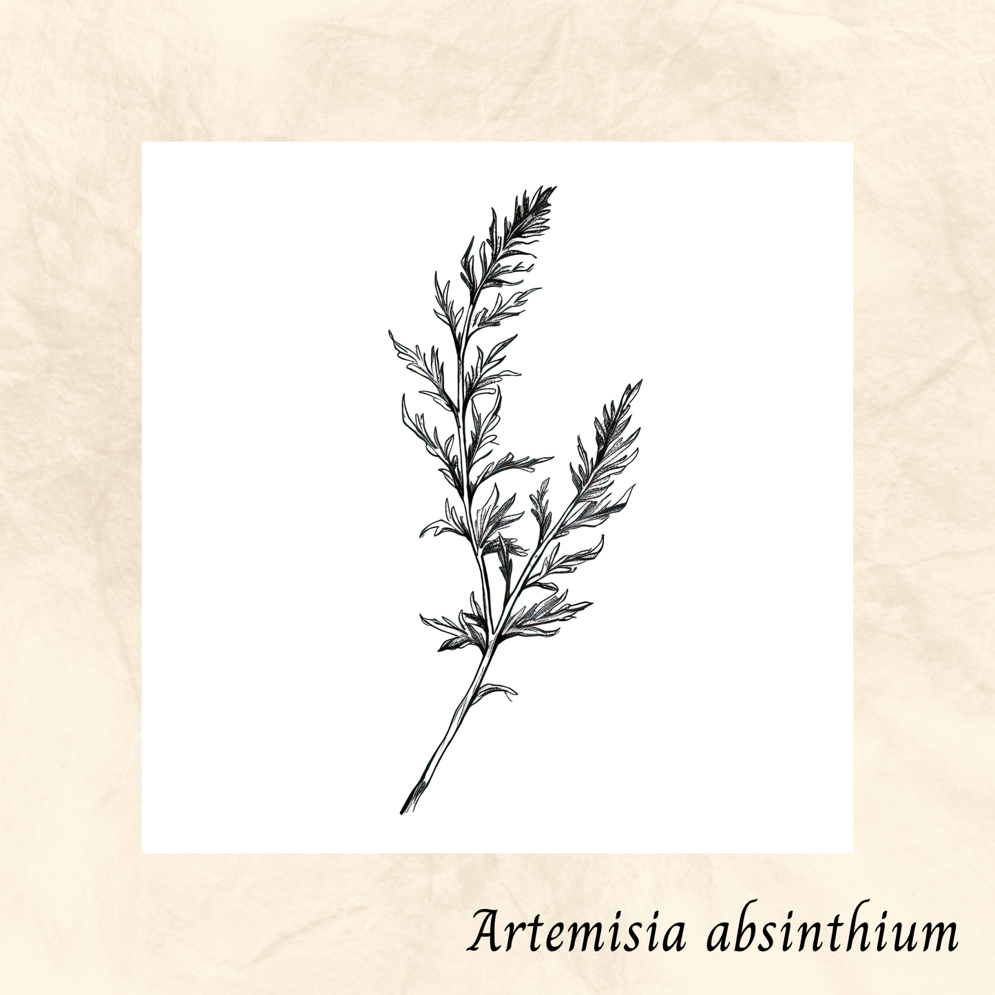 Absinthe (Artemisia absinthium) séchée en vrac
