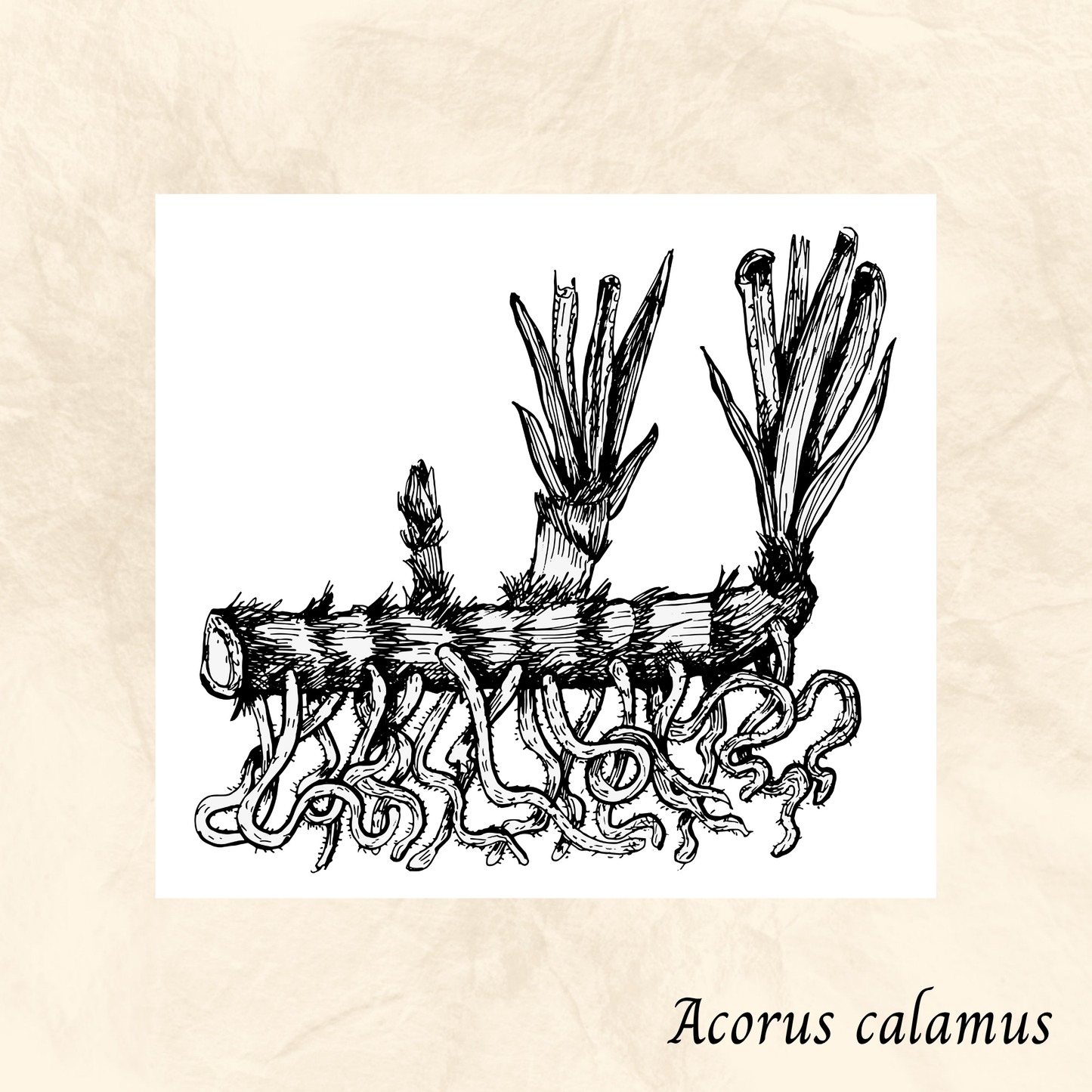 Acore (Acorus calamus) séchée en vrac