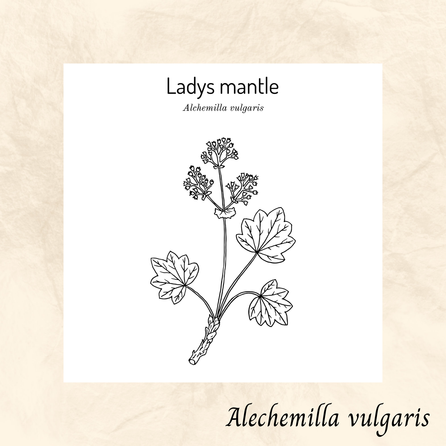 Alchémille (Alchemilla vulgaris) séchée en vrac