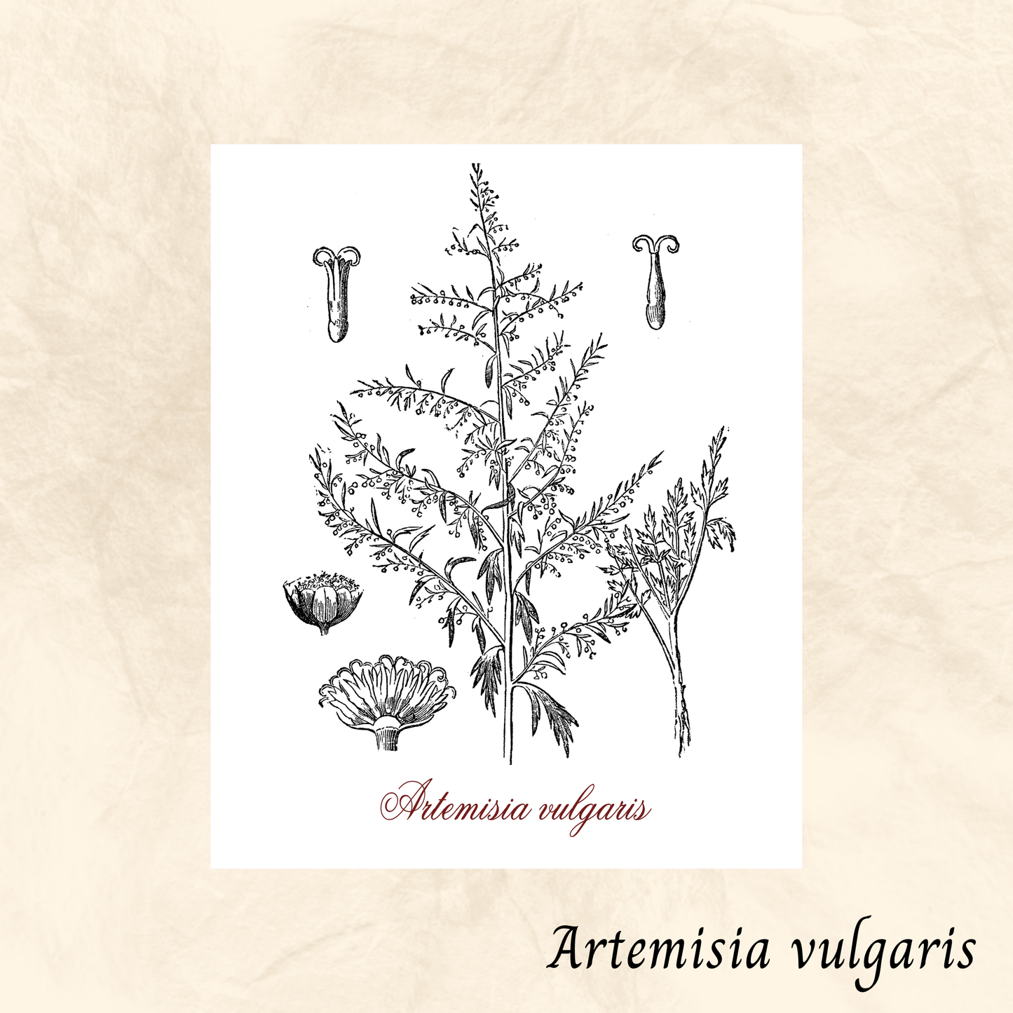 Armoise (Artemisia vulgaris) séchée en vrac
