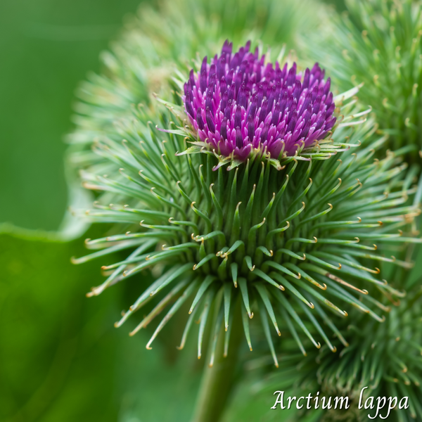 Bardane Poudre (Arctium lappa) séchée en vrac