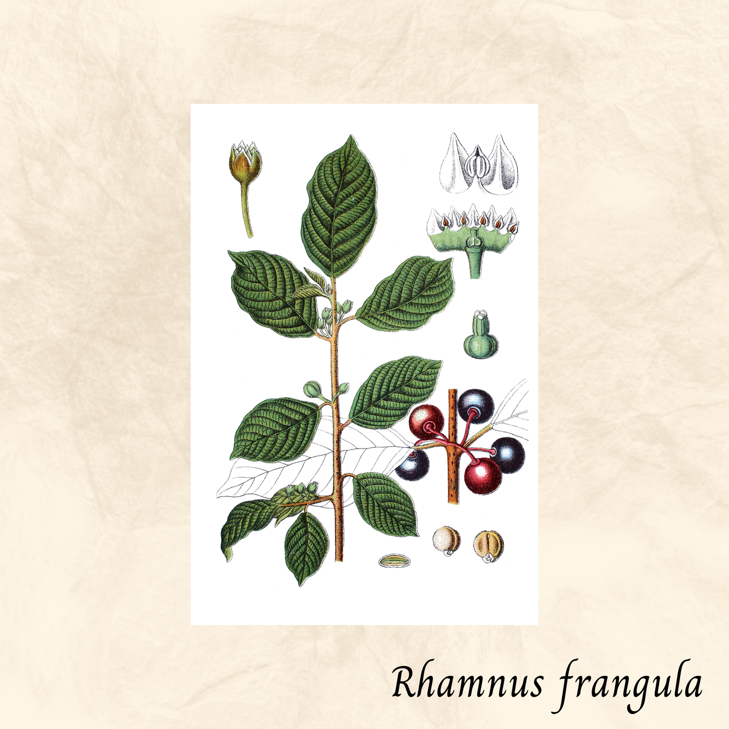 Bourdaine (Rhamnus frangula) séchée en vrac