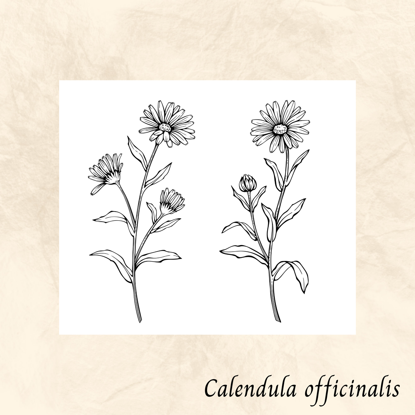 Calendula (Calendula officinalis) séchée en vrac