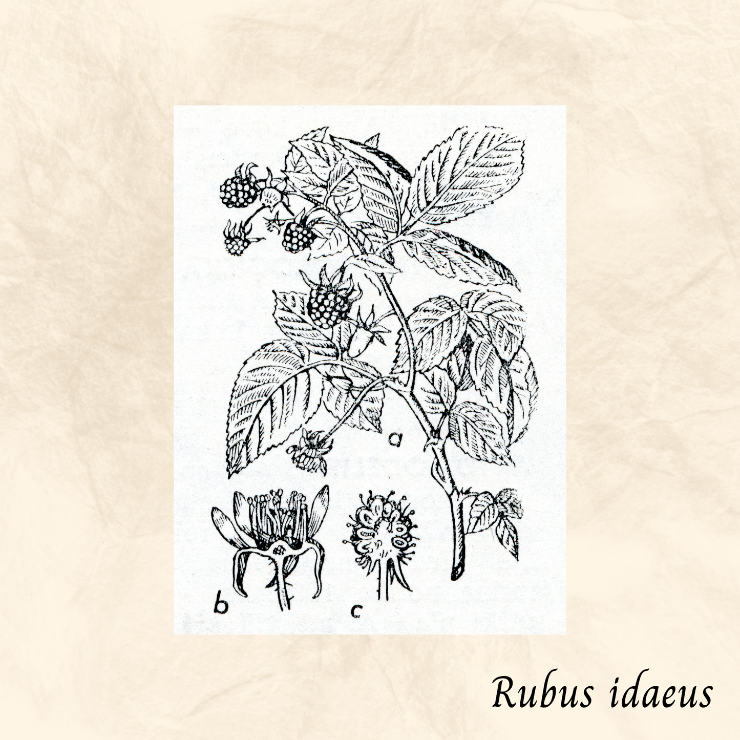 Framboisier (Rubus idaeus) séchée en vrac
