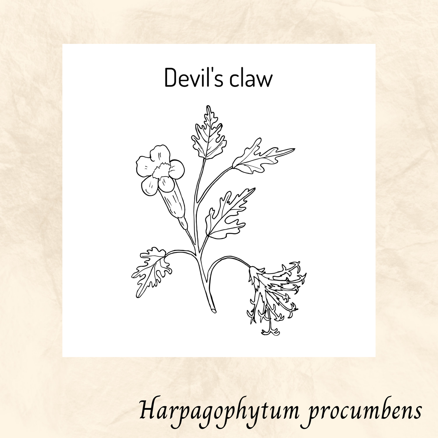 Griffe du Diable Racine (Harpagophytum procumbens) séchée en vrac