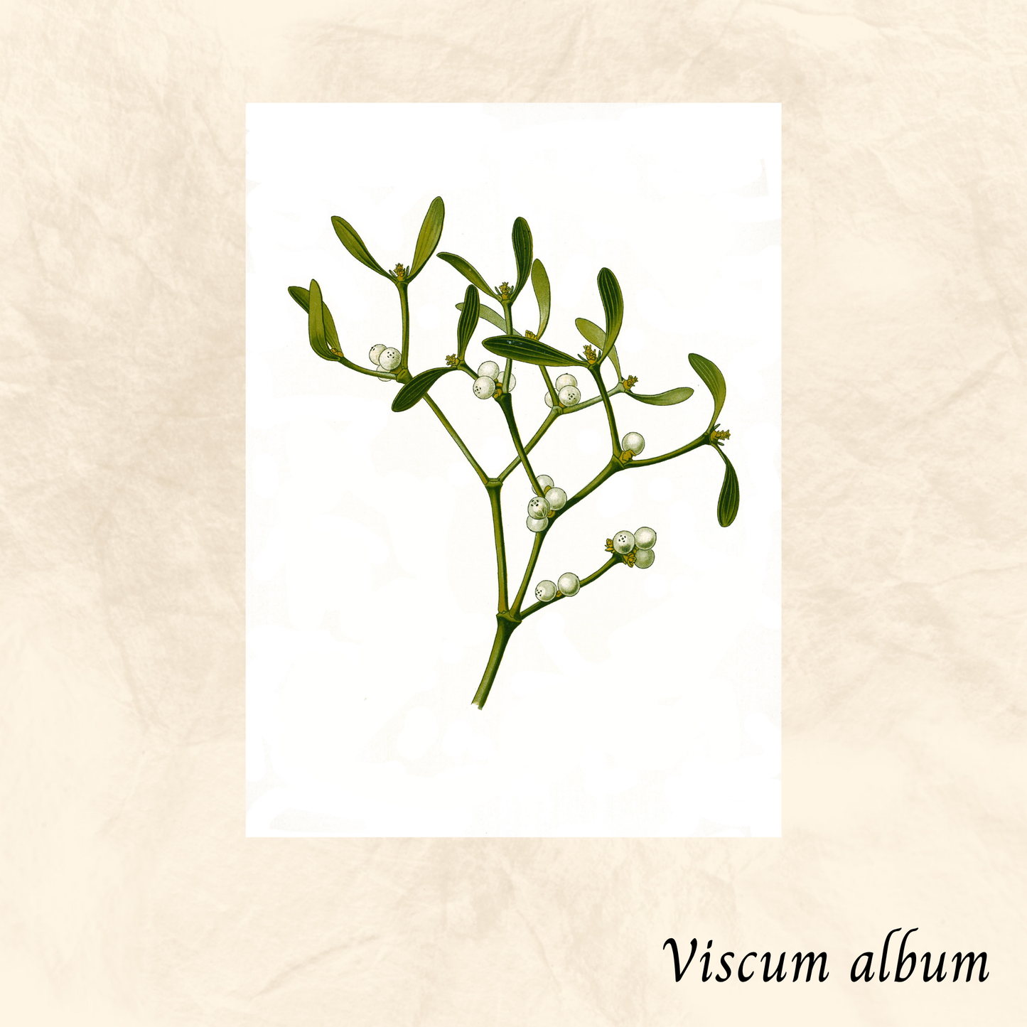 Gui de chêne (Viscum album) séchée en vrac