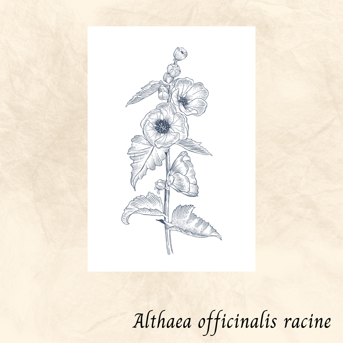 Guimauve racine (Althaea officinalis) séchée en vrac