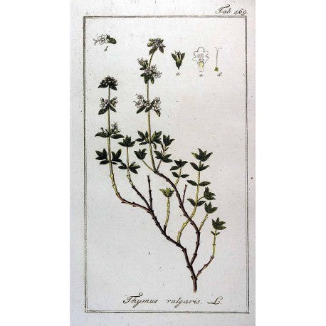 Thym moulu en vrac — Herboristerie Desjardins