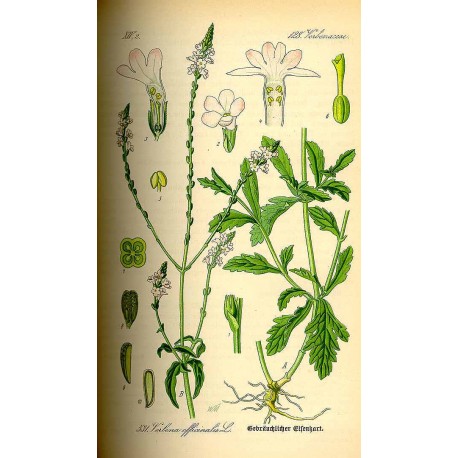 Verveine Citronnee (Verbena officinalis) séchée en vrac