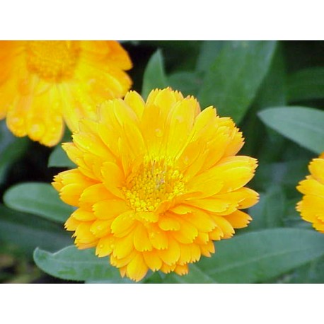 Huile de calendula bio 30 mL-Divine Esseence — Herboristerie Desjardins