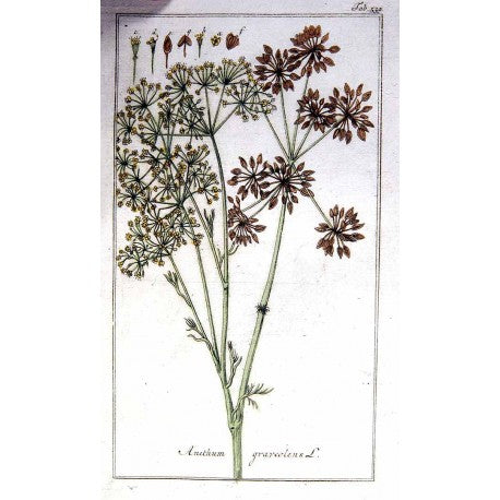 Aneth (en grain) en vrac — Herboristerie Desjardins