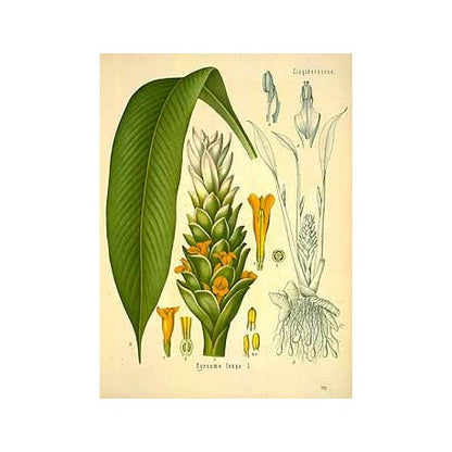 Curcuma moulu (Curcuma longa) en vrac