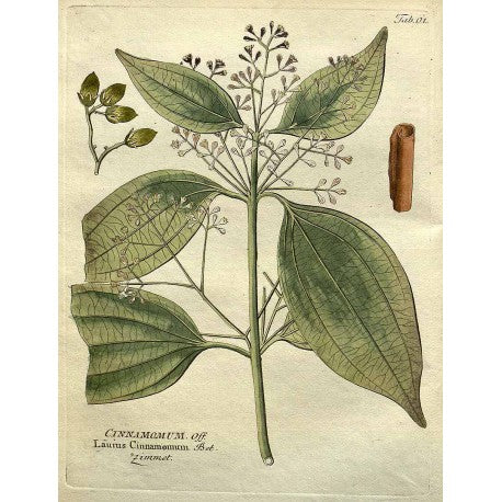 Cannelle moulue en vrac — Herboristerie Desjardins