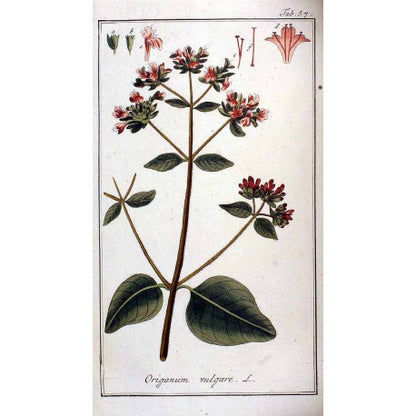 Origan moulu (Origanum vulgare) en vrac