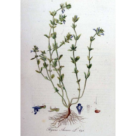 Sarriette moulue en vrac — Herboristerie Desjardins