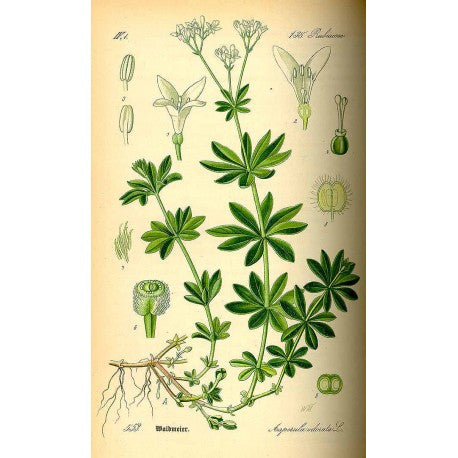 Aspérule odorante séchée en vrac — Herboristerie Desjardins