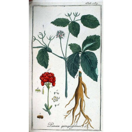 Ginseng sibérien séchée en vrac — Herboristerie Desjardins