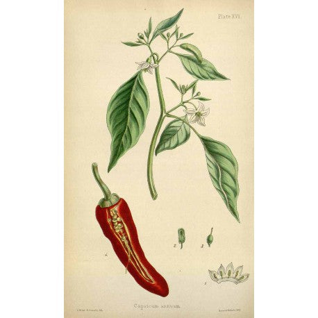 Paprika doux en vrac — Herboristerie Desjardins