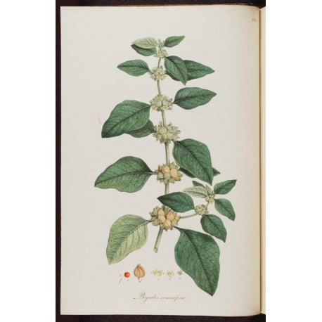 Ashwagandha séchée en vrac — Herboristerie Desjardins