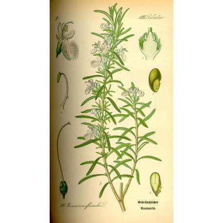 Romarin en vrac — Herboristerie Desjardins
