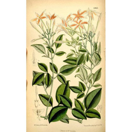 Jasmin Fleur séchée en vrac — Herboristerie Desjardins
