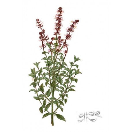 Basilic sacré séchée en vrac — Herboristerie Desjardins