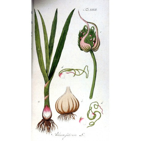 Ail (granulé) en vrac — Herboristerie Desjardins