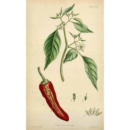 Paprika fumé en vrac — Herboristerie Desjardins