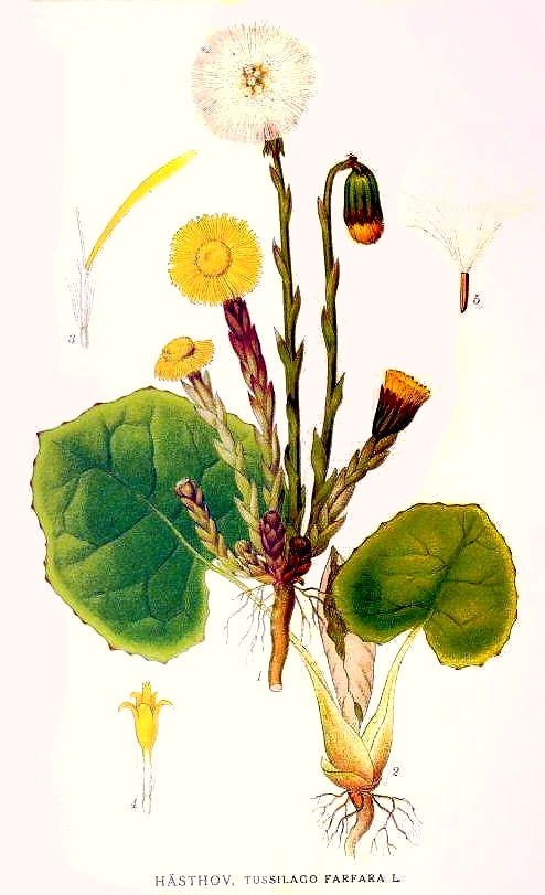 Tussilage