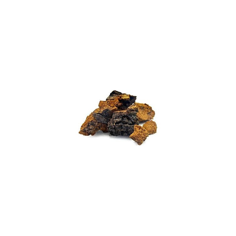 Chaga (morceaux) - Inonotus obliquus — Herboristerie Desjardins