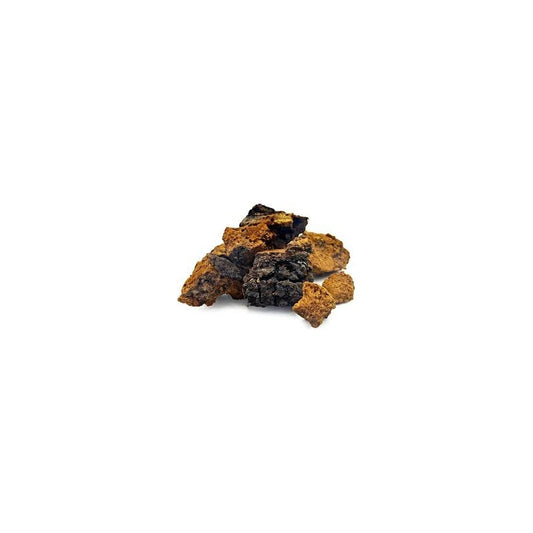 Chaga (morceaux) - Inonotus obliquus — Herboristerie Desjardins