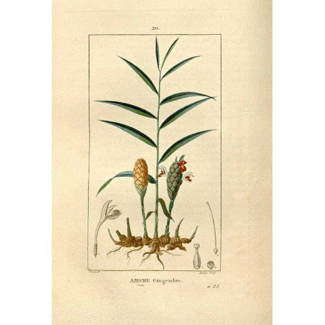 Gingembre (poudre) en vrac — Herboristerie Desjardins
