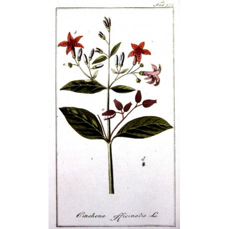 Quinquina (Écorces) séchée en vrac — Herboristerie Desjardins