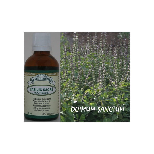 Basilic Sacré Biologique — teinture mère 50 ml