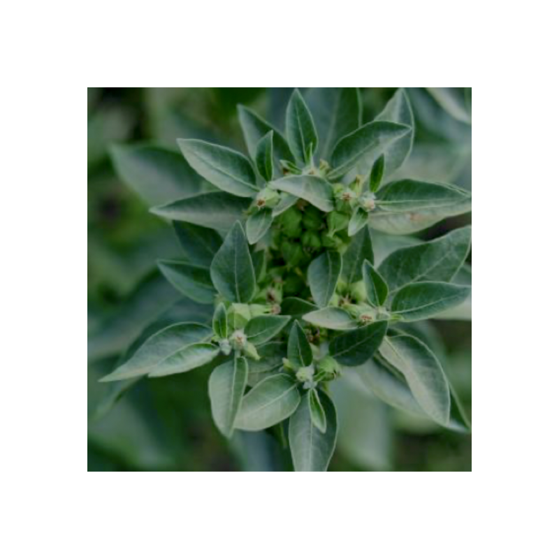 Ashwagandha teinture mère 50 ml — Herboristerie Desjardins